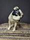 Art Deco Porcelain Black & White Bulldog Sculpt Bully Ceramic Figure, Ca. 1910