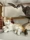 Vintage Hutschenreuther Kunstabteilung Selb Porcelain Tabby Cat Figurine Rare